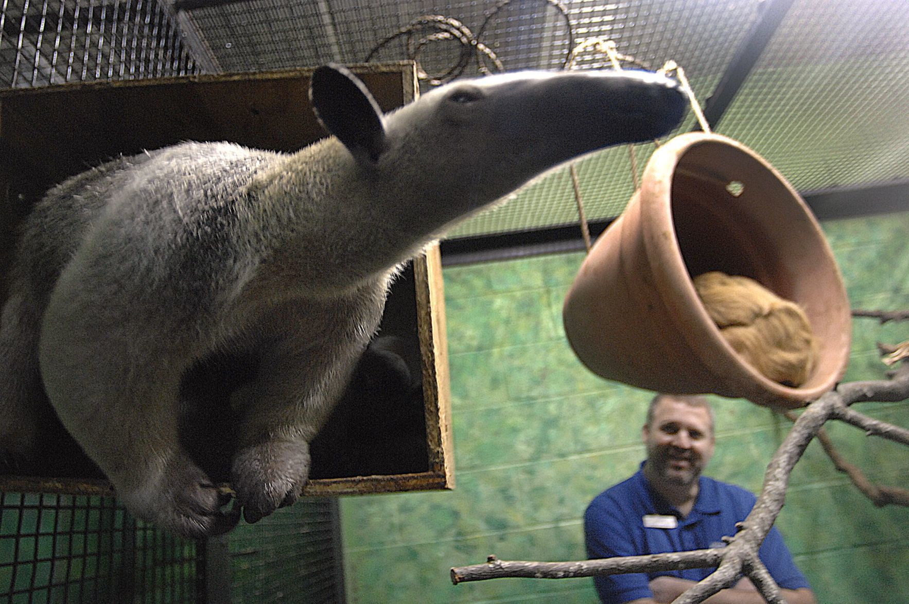 Anteater